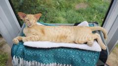‘I had to pay £14k after my cat was run over’